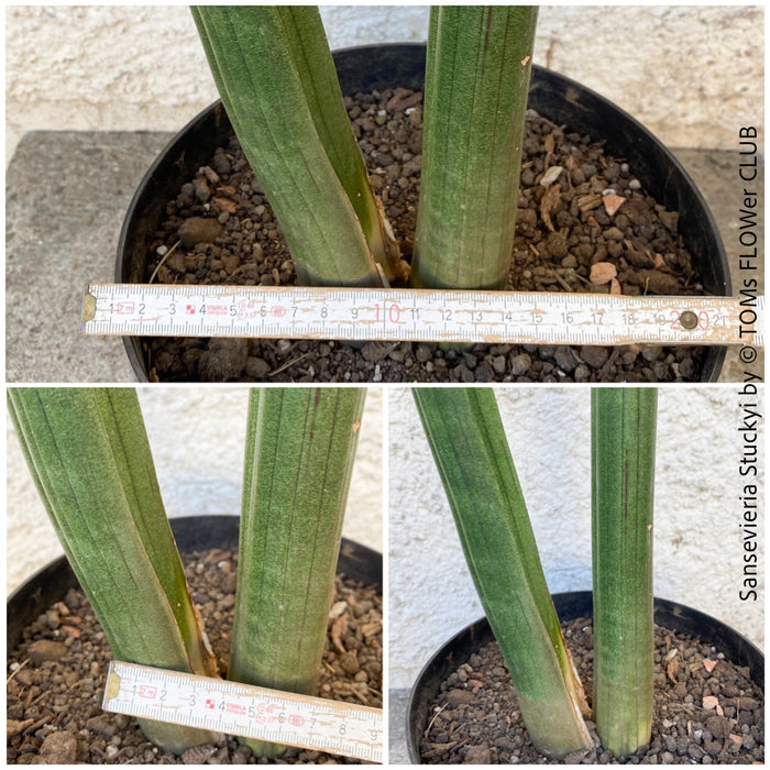 sansevieria stuckyi sale Sansevieria Stuckyi
