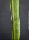 Sansevieria Stuckyi, air purifying plants, low maintenance plants, draughts resistant, organically grown succulent snake plants for sale at TOMs FLOWer CLUB.