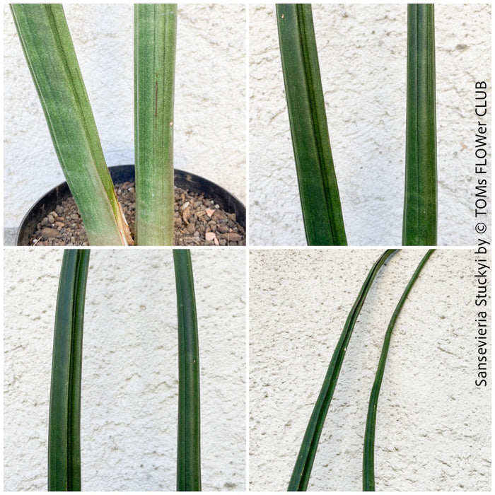 Sansevieria Stuckyi, organically grown succulent plants for sale at TOMs FLOWer CLUB.