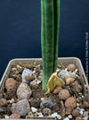 Sansevieria Stuckyi, air purifying plants, low maintenance plants, draughts resistant, organically grown succulent snake plants for sale at TOMs FLOWer CLUB.