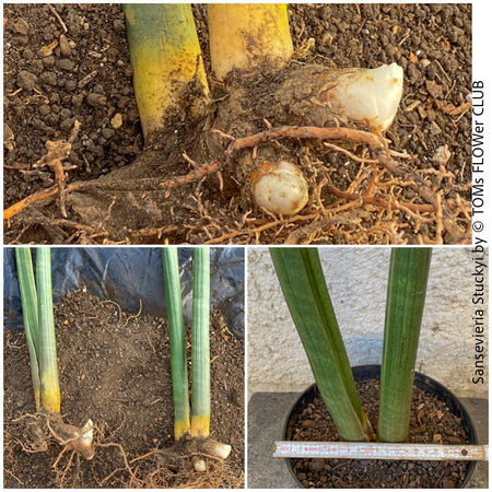 Sansevieria Stuckyi, organically grown succulent plants for sale at TOMs FLOWer CLUB.