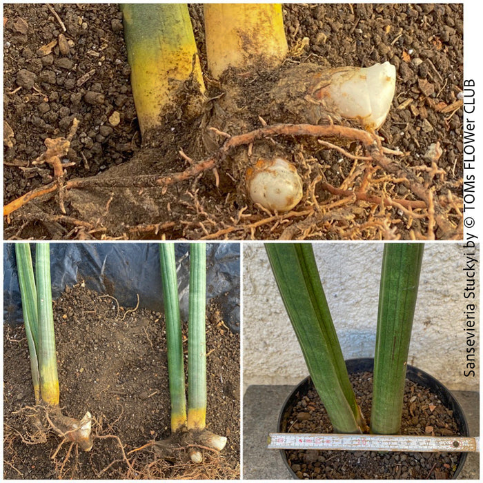 sansevieria stuckyi sale Sansevieria Stuckyi