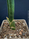 Sansevieria Stuckyi, air purifying plants, low maintenance plants, draughts resistant, organically grown succulent snake plants for sale at TOMs FLOWer CLUB.