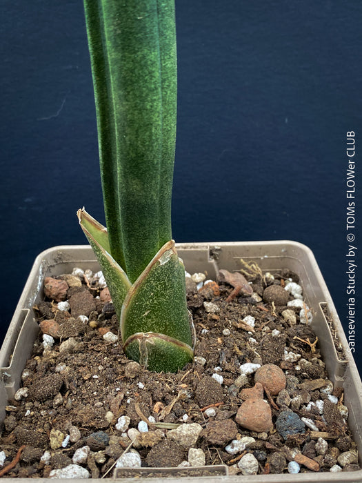 Sansevieria Stuckyi, air purifying plants, low maintenance plants, draughts resistant, organically grown succulent snake plants for sale at TOMs FLOWer CLUB.