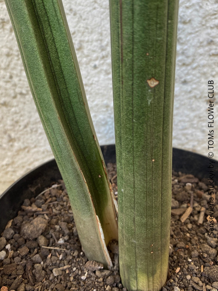 Sansevieria Stuckyi