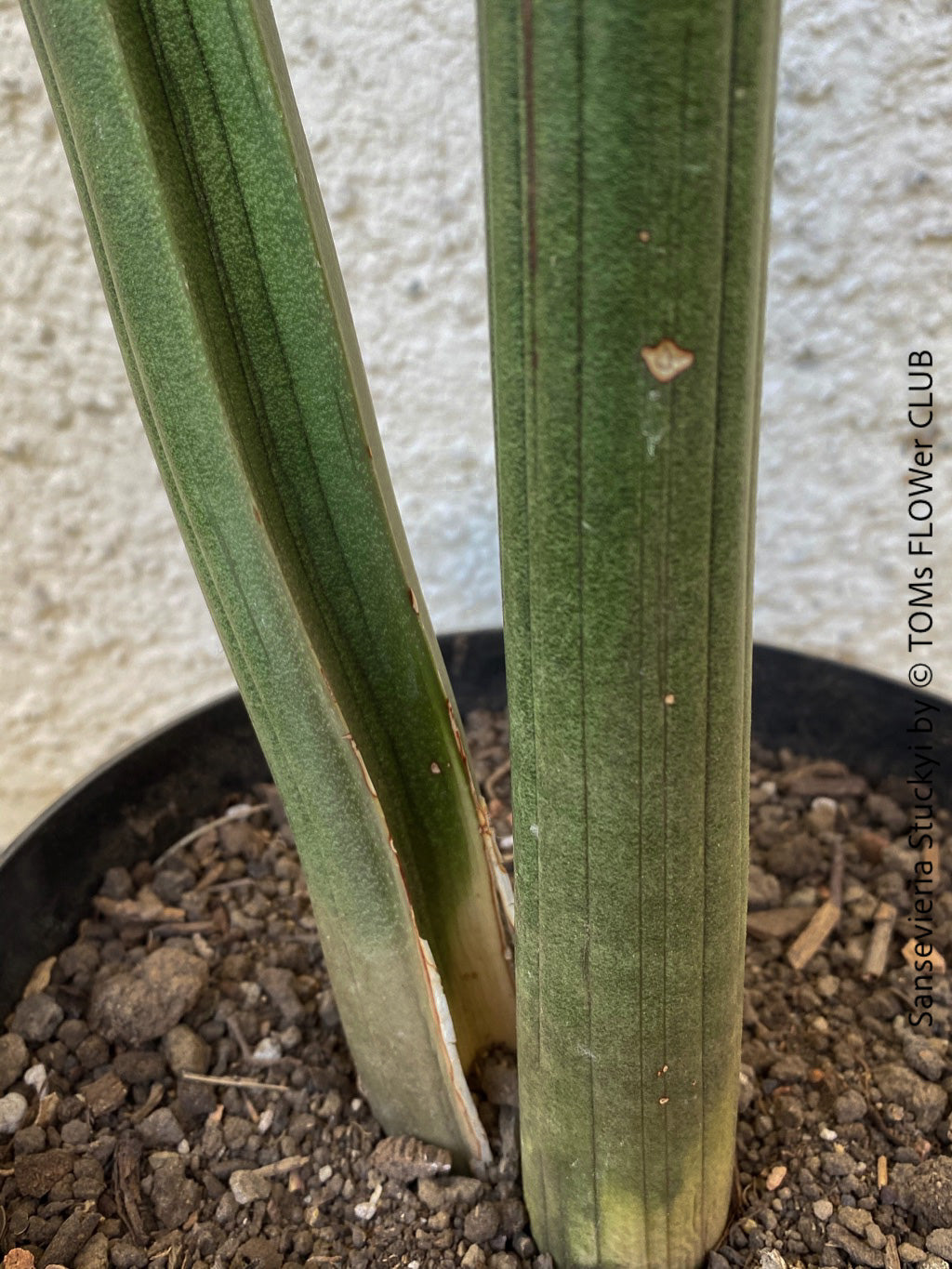 Sansevieria Stuckyi