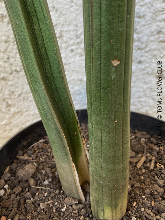 Sansevieria Stuckyi, organically grown succulent plants for sale at TOMs FLOWer CLUB.