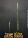 Sansevieria Stuckyi, air purifying plants, low maintenance plants, draughts resistant, organically grown succulent snake plants for sale at TOMs FLOWer CLUB.