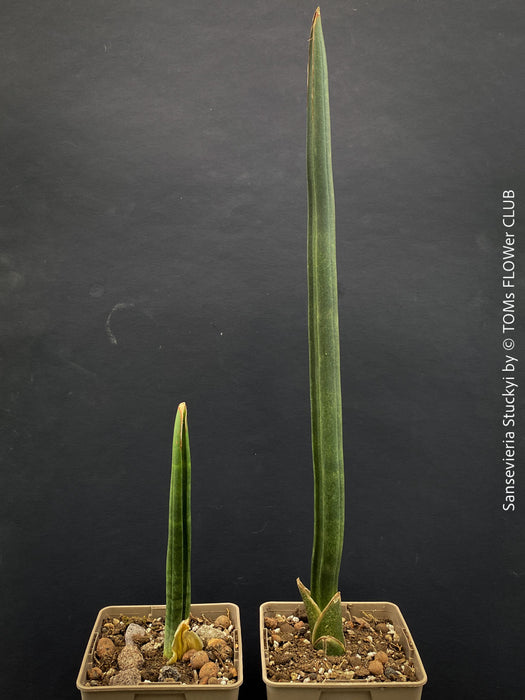 Sansevieria Stuckyi, air purifying plants, low maintenance plants, draughts resistant, organically grown succulent snake plants for sale at TOMs FLOWer CLUB.