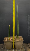 Sansevieria Stuckyi, air purifying plants, low maintenance plants, draughts resistant, organically grown succulent snake plants for sale at TOMs FLOWer CLUB.