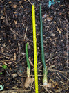 Sansevieria Stuckyi, air purifying plants, low maintenance plants, draughts resistant, organically grown succulent snake plants for sale at TOMs FLOWer CLUB.