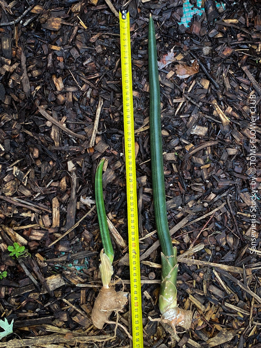 Sansevieria Stuckyi, air purifying plants, low maintenance plants, draughts resistant, organically grown succulent snake plants for sale at TOMs FLOWer CLUB.