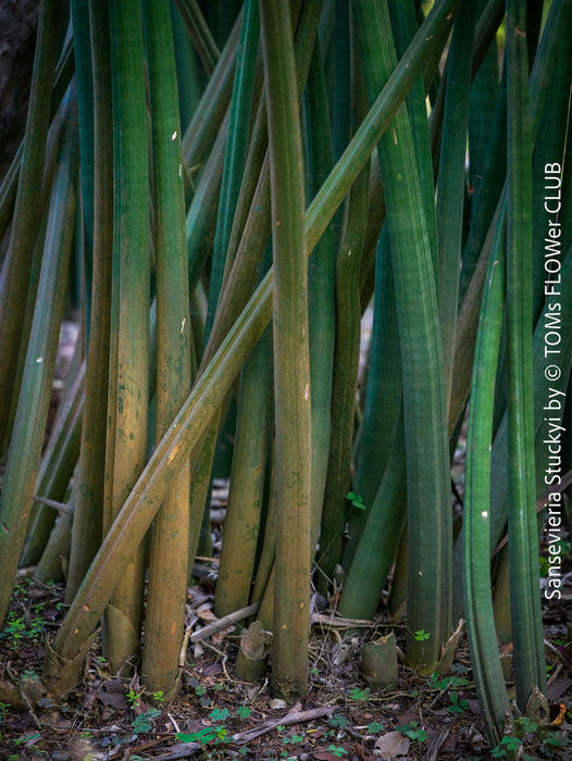 Sansevieria Stuckyi, air purifying plants, low maintenance plants, draughts resistant, organically grown succulent snake plants for sale at TOMs FLOWer CLUB.