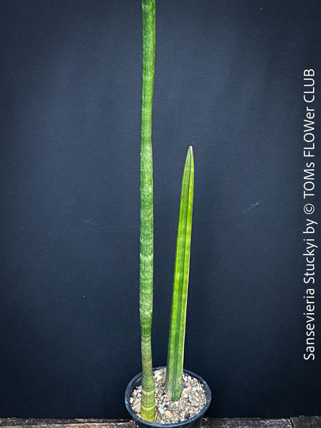 Sansevieria Stuckyi, air purifying plants, low maintenance plants, draughts resistant, organically grown succulent snake plants for sale at TOMs FLOWer CLUB.