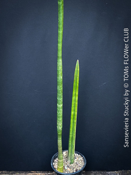 Sansevieria Stuckyi, air purifying plants, low maintenance plants, draughts resistant, organically grown succulent snake plants for sale at TOMs FLOWer CLUB.