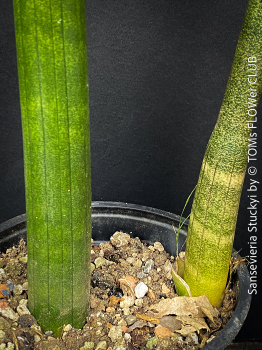 Sansevieria Stuckyi, air purifying plants, low maintenance plants, draughts resistant, organically grown succulent snake plants for sale at TOMs FLOWer CLUB.