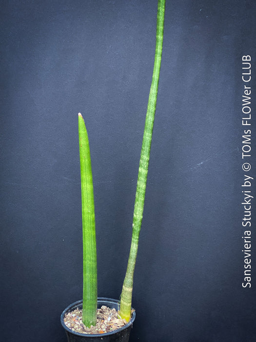 Sansevieria Stuckyi, air purifying plants, low maintenance plants, draughts resistant, organically grown succulent snake plants for sale at TOMs FLOWer CLUB.