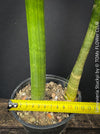 Sansevieria Stuckyi, air purifying plants, low maintenance plants, draughts resistant, organically grown succulent snake plants for sale at TOMs FLOWer CLUB.