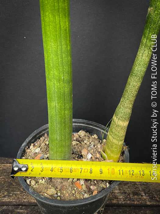 Sansevieria Stuckyi, air purifying plants, low maintenance plants, draughts resistant, organically grown succulent snake plants for sale at TOMs FLOWer CLUB.