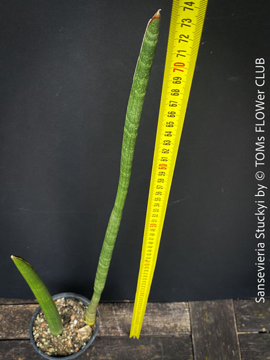 Sansevieria Stuckyi, air purifying plants, low maintenance plants, draughts resistant, organically grown succulent snake plants for sale at TOMs FLOWer CLUB.