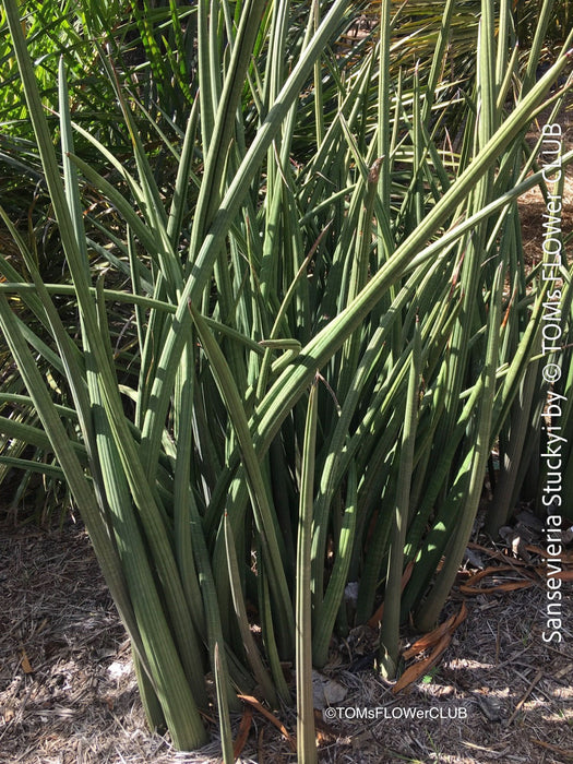 Sansevieria Stuckyi, air purifying plants, low maintenance plants, draughts resistant, organically grown succulent snake plants for sale at TOMs FLOWer CLUB.