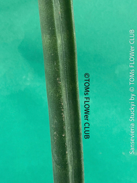 Sansevieria Stuckyi, air purifying plants, low maintenance plants, draughts resistant, organically grown succulent snake plants for sale at TOMs FLOWer CLUB.