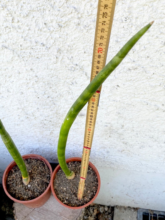 Sansevieria Suffruticosa, organically grown succulent plants for sale at TOMs FLOWer CLUB.