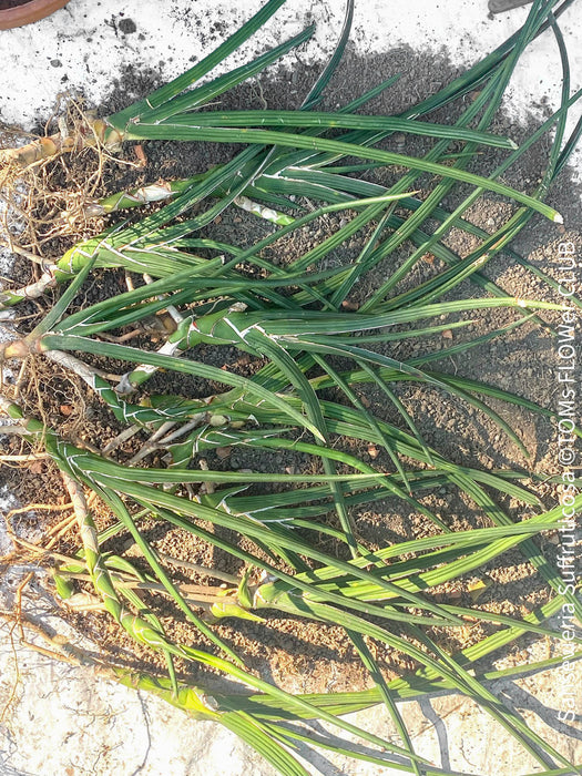 Sansevieria Suffruticosa, organically grown succulent plants for sale at TOMs FLOWer CLUB.