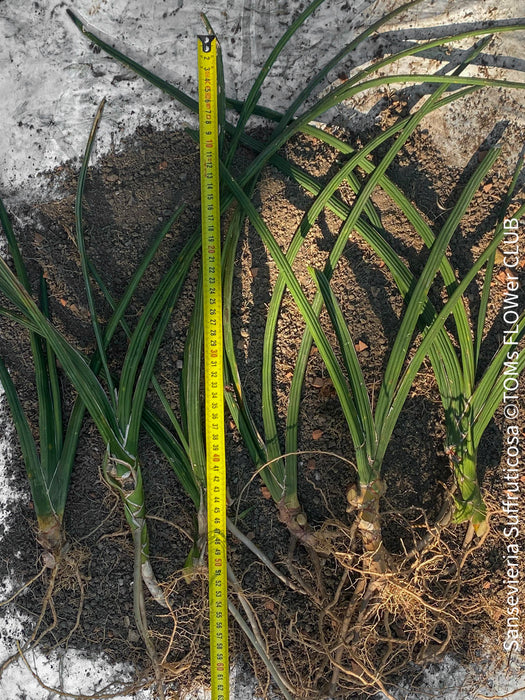 Sansevieria Suffruticosa, organically grown succulent plants for sale at TOMs FLOWer CLUB.