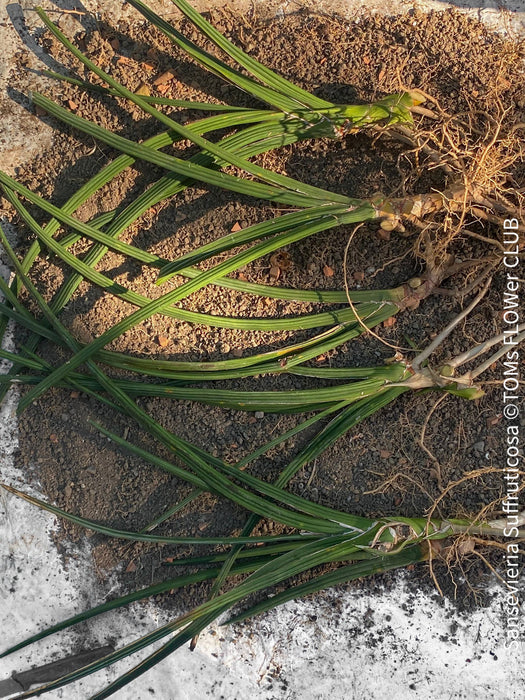 Sansevieria Suffruticosa, organically grown succulent plants for sale at TOMs FLOWer CLUB.