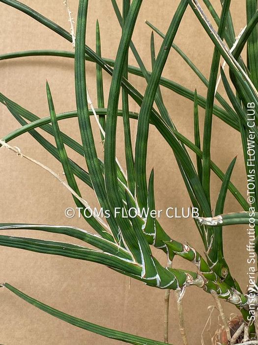 Sansevieria Suffruticosa, CUTTING, Steckling, organically grown succulent plants for sale at TOMs FLOWer CLUB.