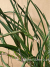 Sansevieria Suffruticosa, CUTTING, Steckling, organically grown succulent plants for sale at TOMs FLOWer CLUB.