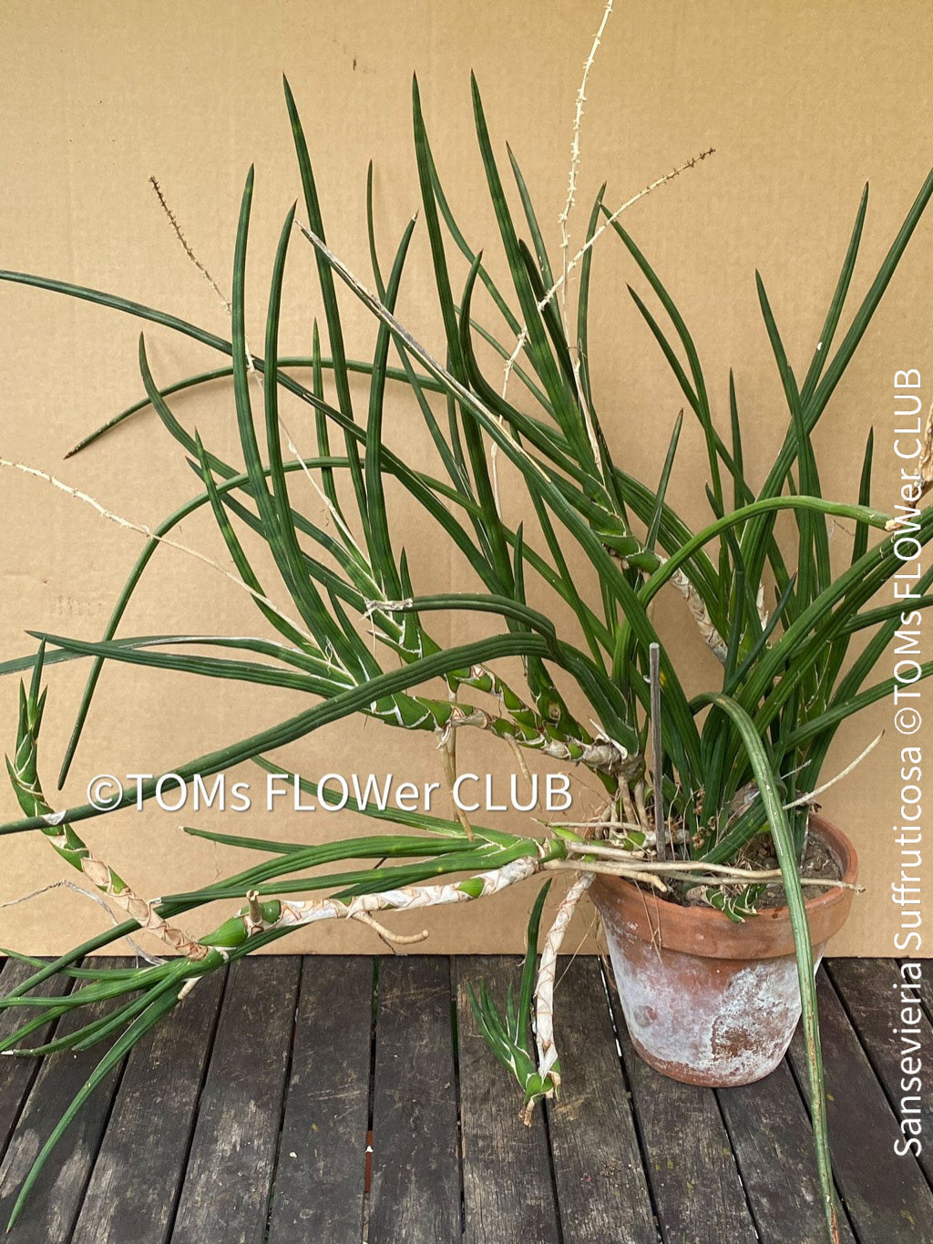 Sansevieria Suffruticosa
