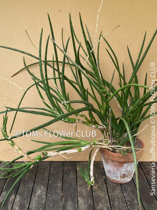 Sansevieria Suffruticosa, CUTTING, Steckling, organically grown succulent plants for sale at TOMs FLOWer CLUB.