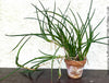 Sansevieria Suffruticosa, organically grown succulent plants for sale at TOMs FLOWer CLUB.