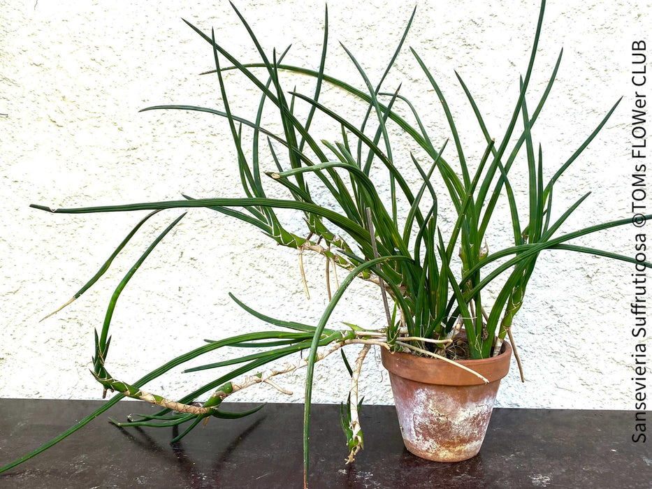 Sansevieria Suffruticosa, organically grown succulent plants for sale at TOMs FLOWer CLUB.