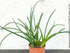 Sansevieria Suffruticosa, organically grown succulent plants for sale at TOMs FLOWer CLUB.