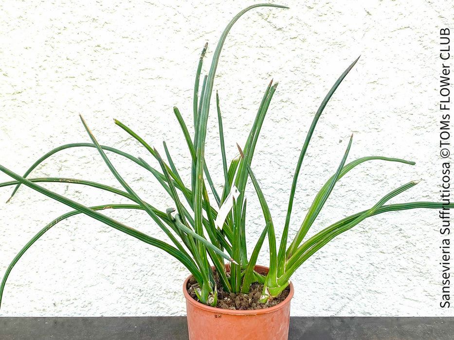 Sansevieria Suffruticosa, organically grown succulent plants for sale at TOMs FLOWer CLUB.