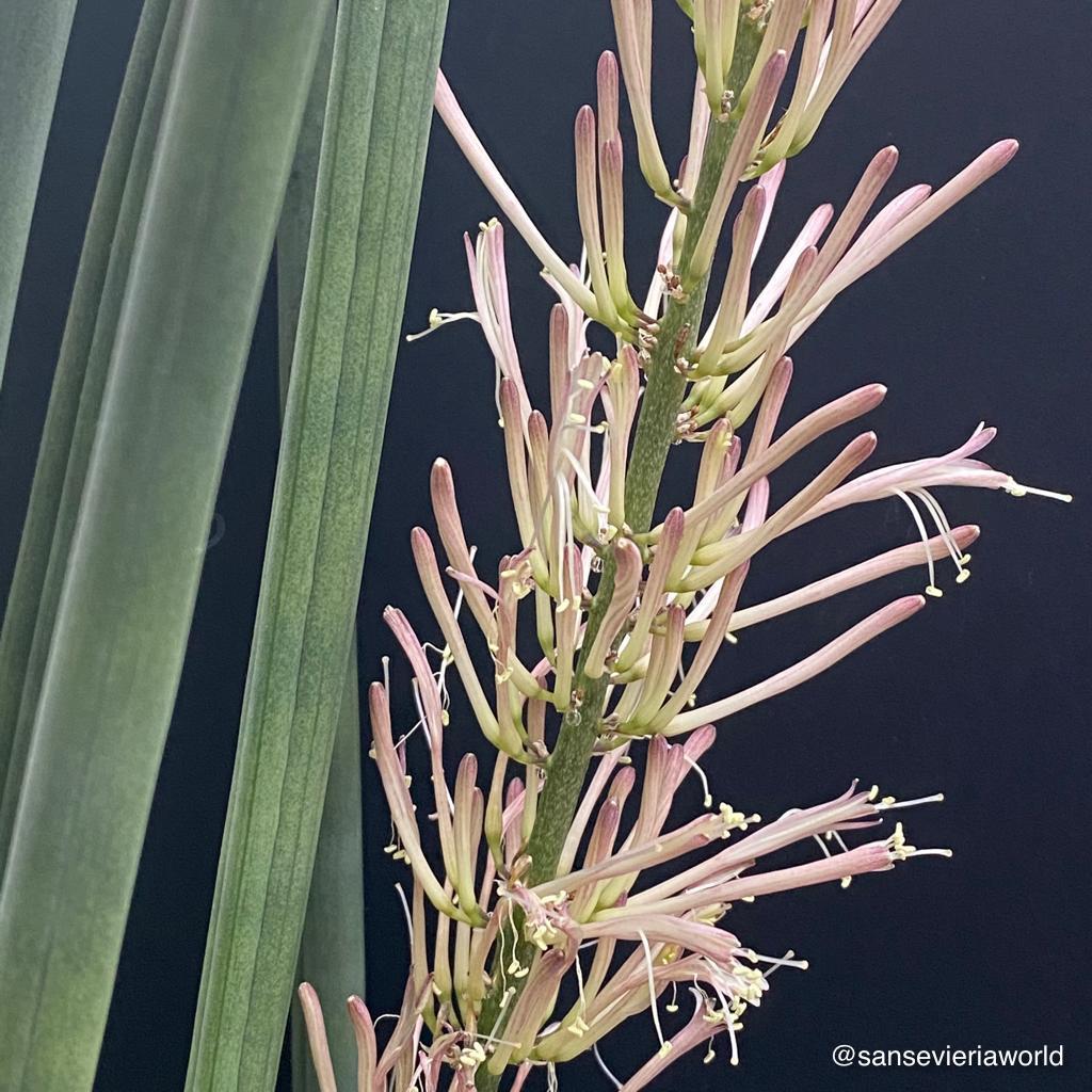 Sansevieria, Stiefmutterzunge, snake plants, TOMs FLOWer CLUB, organically grown