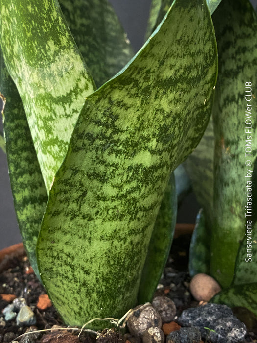 Sansevieria Trifasciata in Clay Pot