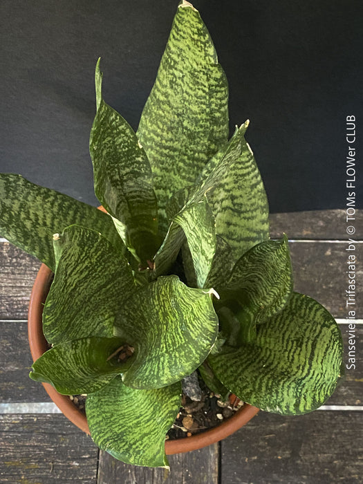 Sansevieria Trifasciata in Clay Pot