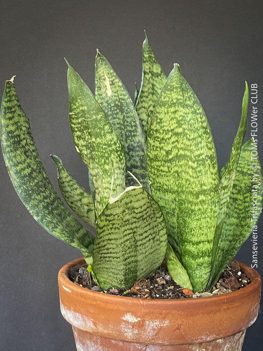 Sansevieria Trifasciata in Clay Pot