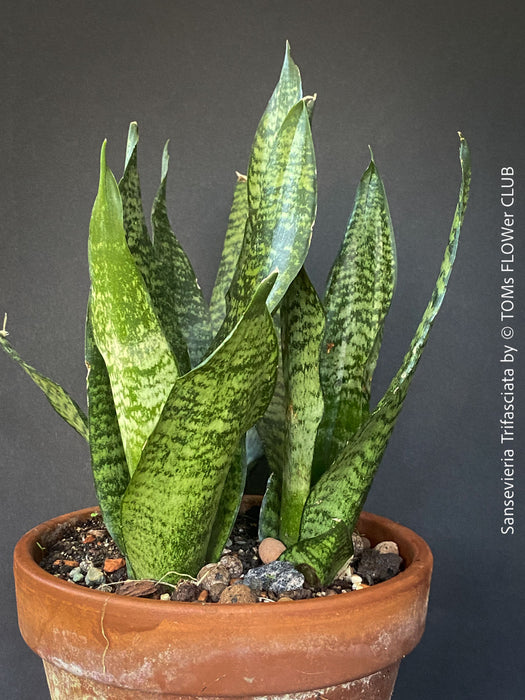 Sansevieria Trifasciata in Clay Pot