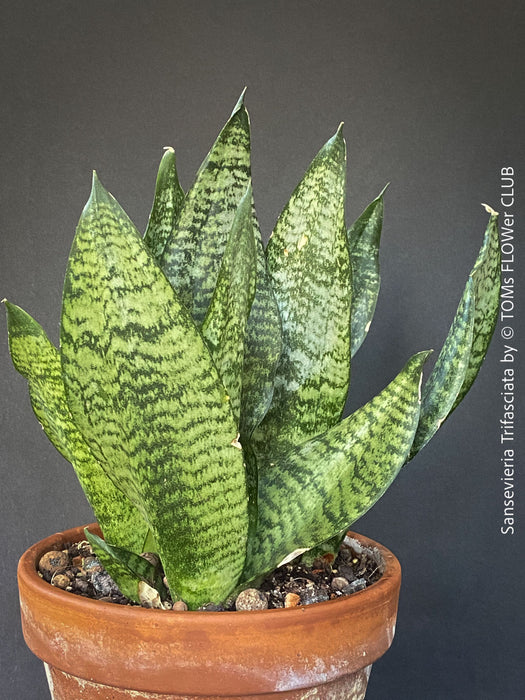 Sansevieria Trifasciata in Clay Pot