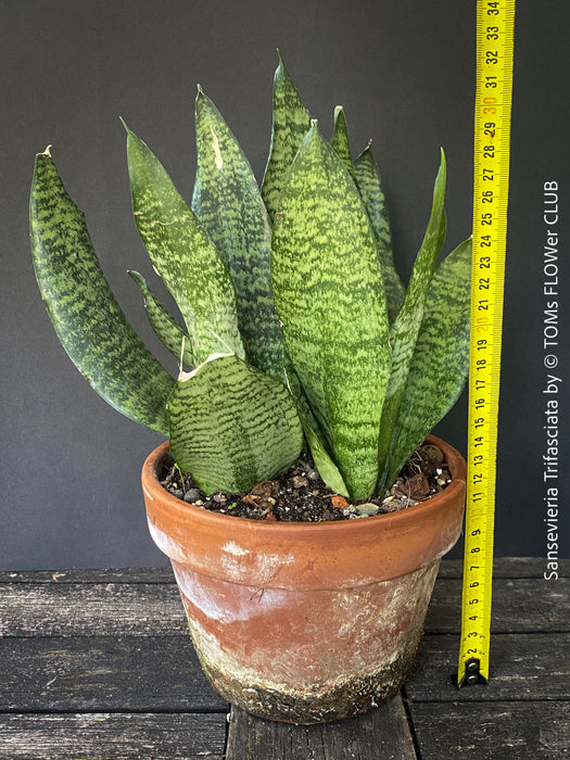 Sansevieria Trifasciata in Clay Pot