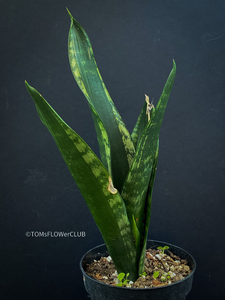 green mermaid sansevieria Sansevieria Trifasciata Banded Nelsonii | organically grown succulent plants