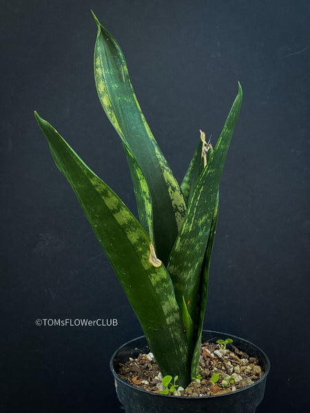 Sansevieria Trifasciata Banded Nelsonii, snake plant, Schwiegermutter Zunge, organically grown succulent plants for sale at TOMsFLOWer CLUB.