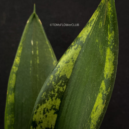 Sansevieria Trifasciata Banded Nelsonii, snake plant, Schwiegermutter Zunge, organically grown succulent plants for sale at TOMsFLOWer CLUB.