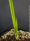 Sansevieria Trifasciata Bantel's Sensation, organically grown succulent plants for sale at TOMs FLOWer CLUB.