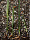 Sansevieria Trifasciata Bantel's Sensation, organically grown succulent plants for sale at TOMs FLOWer CLUB.